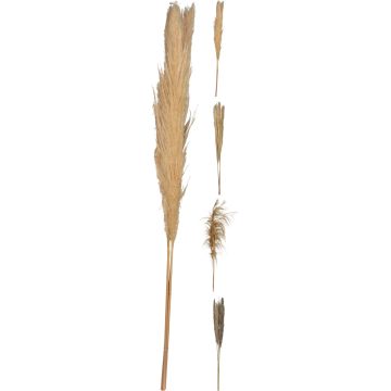 Pampasgras 3 Stk. 100-115 cm in Naturfarben