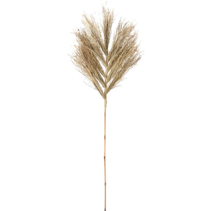 Dekorationsstil aus Sternengras, ca. 145-150 cm