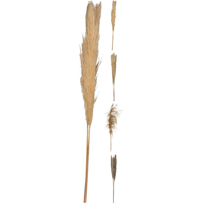 Pampasgras 3 Stk. 100-115 cm in Naturfarben