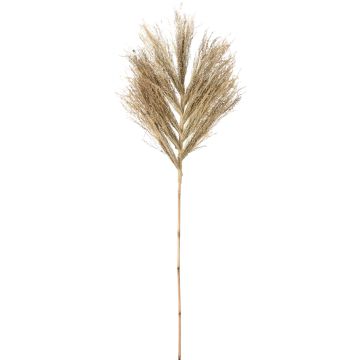 Dekorationsstil aus Sternengras, ca. 145-150 cm